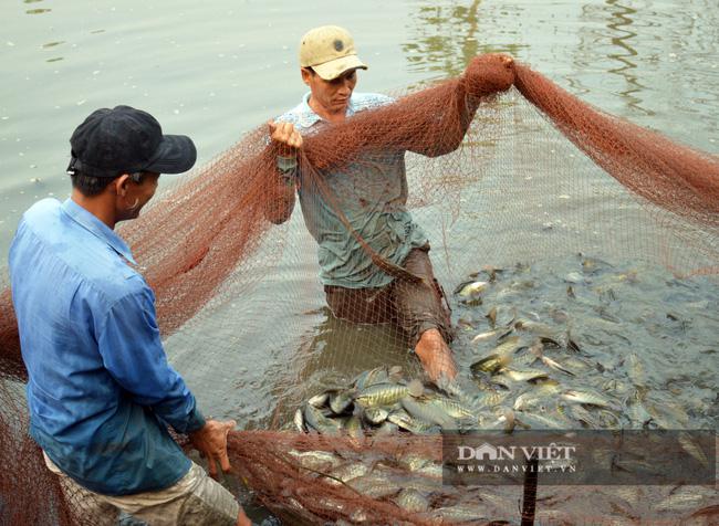 Cà Mau: Sét đánh chết 1,6 tấn cá sặc bổi, dân xôn xao - 1