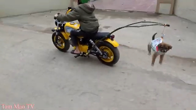 Anh em Tam Mao làm clip phản cảm, ngược đãi động vật gây phẫn nộ dữ dội - 1