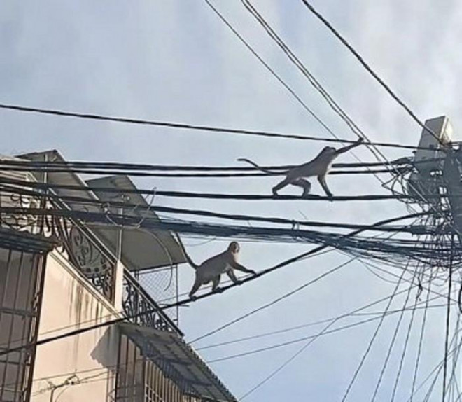 Đàn khỉ hoang &#34;đại náo&#34; khu dân cư ở TP.HCM như thế nào? - 1
