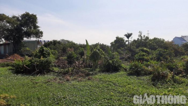 Đàn khỉ hoang "đại náo" khu dân cư ở TP.HCM như thế nào? - 4