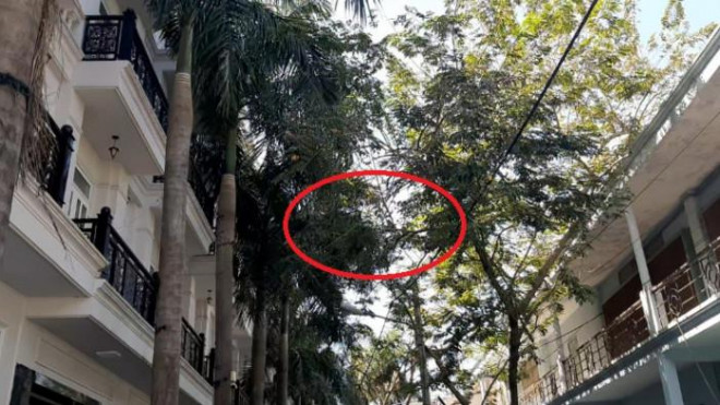 Đàn khỉ hoang "đại náo" khu dân cư ở TP.HCM như thế nào? - 3