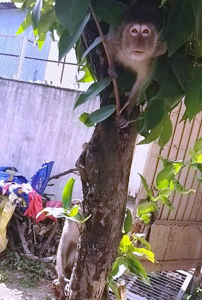Bắn thuốc mê di dời đàn khỉ trong khu dân cư ở Sài Gòn - 1