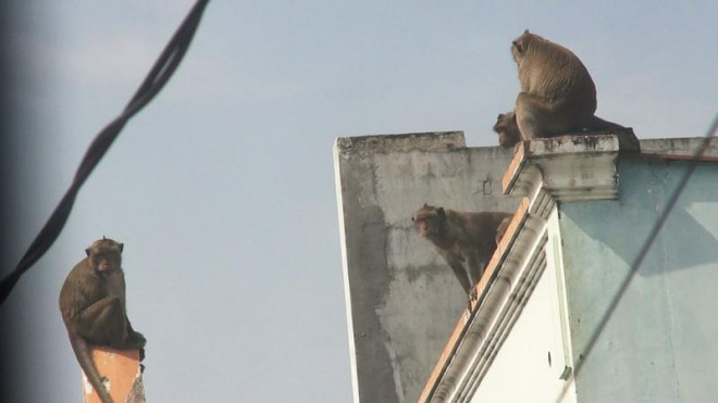 Cận cảnh đàn khỉ hơn 10 con trước khi bị bắn thuốc mê - 2