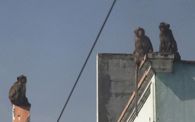 Cận cảnh đàn khỉ hơn 10 con trước khi bị bắn thuốc mê - 7