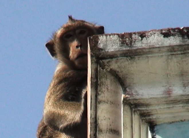 Cận cảnh đàn khỉ hơn 10 con trước khi bị bắn thuốc mê - 5