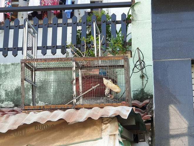 Cận cảnh đàn khỉ hơn 10 con trước khi bị bắn thuốc mê - 6