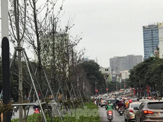 Qua ba mùa rét, hàng phong trồng tại Hà Nội vẫn chưa đỏ lá - 2