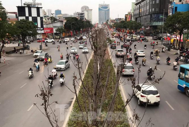 Qua ba mùa rét, hàng phong trồng tại Hà Nội vẫn chưa đỏ lá - 1