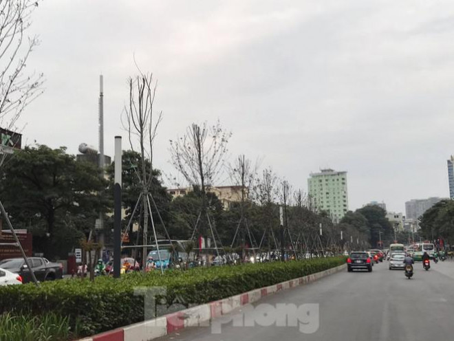 Qua ba mùa rét, hàng phong trồng tại Hà Nội vẫn chưa đỏ lá - 3