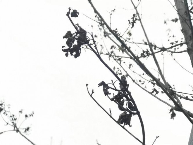 Qua ba mùa rét, hàng phong trồng tại Hà Nội vẫn chưa đỏ lá - 6