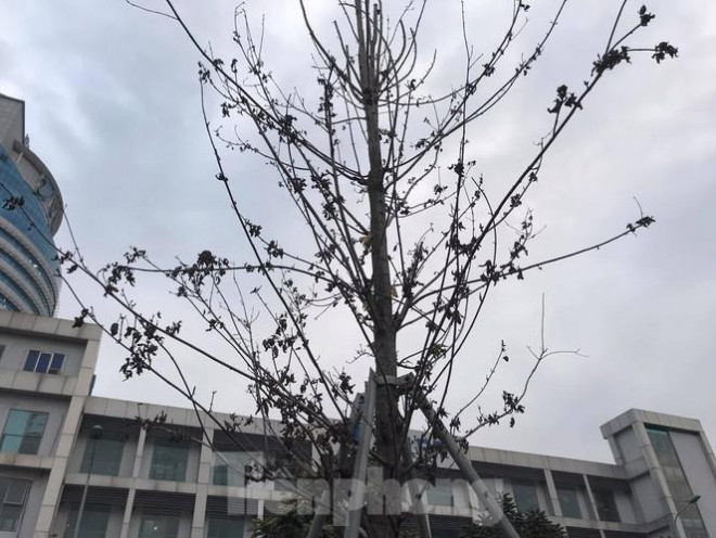 Qua ba mùa rét, hàng phong trồng tại Hà Nội vẫn chưa đỏ lá - 5