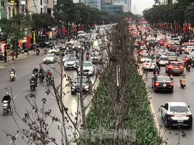 Qua ba mùa rét, hàng phong trồng tại Hà Nội vẫn chưa đỏ lá - 4