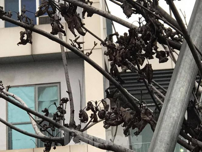 Qua ba mùa rét, hàng phong trồng tại Hà Nội vẫn chưa đỏ lá - 7