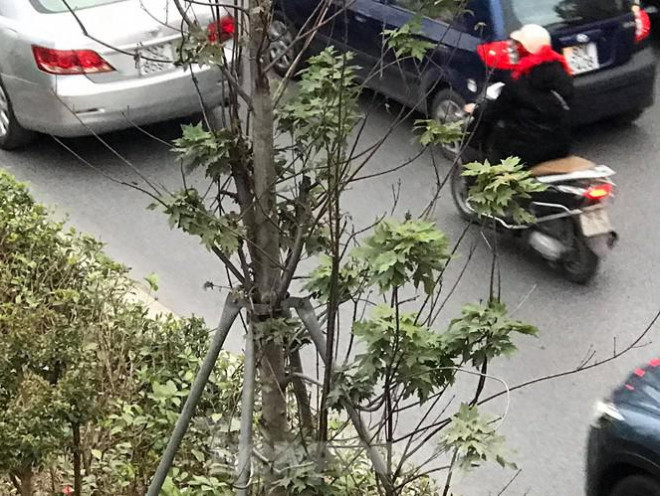 Qua ba mùa rét, hàng phong trồng tại Hà Nội vẫn chưa đỏ lá - 8