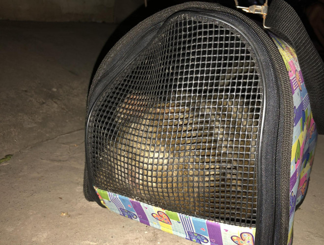 Đã bắt được 2 con khỉ trong đàn khỉ đại náo khu dân cư ở quận 12 - 3