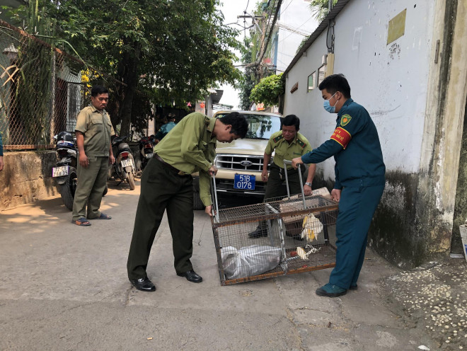 Đã bắt được 2 con khỉ trong đàn khỉ đại náo khu dân cư ở quận 12 - 2