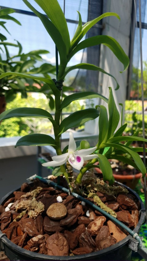 Ám ảnh lan đột biến - 2