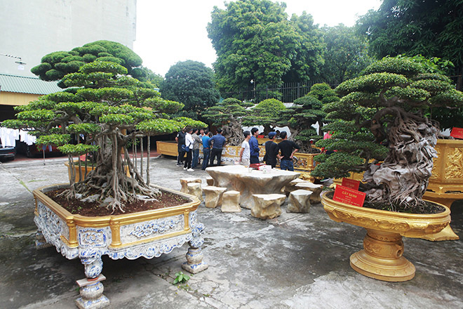 Vườn cây di sản của “ông vua” cây cảnh Việt Nam, đại gia Trung Quốc trả hơn 500 tỷ không bán - 1