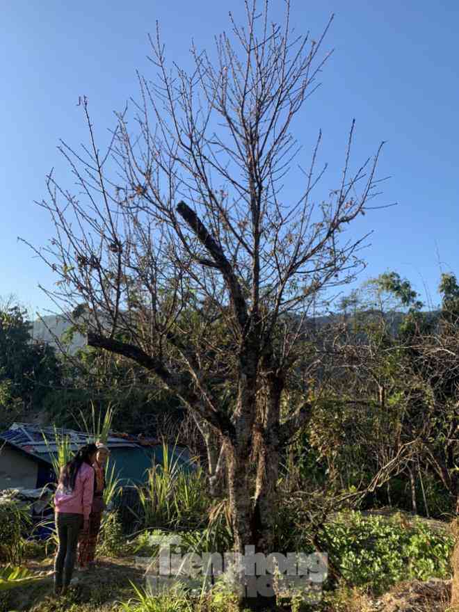 Sơn La nói gì về việc truy xuất nguồn gốc đào rừng khiến việc buôn bán tê liệt? - 1