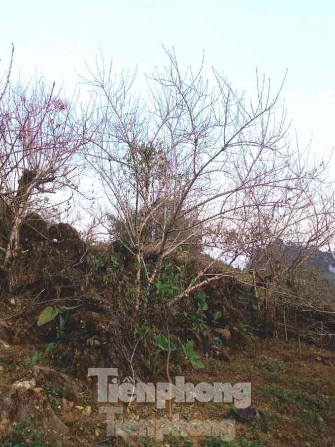 Sơn La nói gì về việc truy xuất nguồn gốc đào rừng khiến việc buôn bán tê liệt? - 2