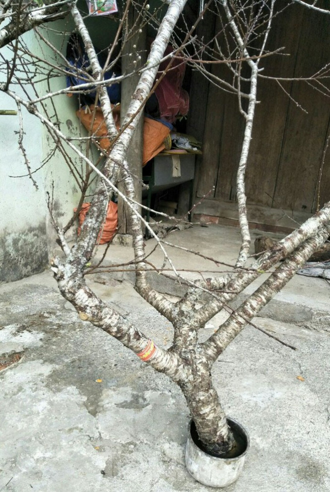 Sơn La nói gì về việc truy xuất nguồn gốc đào rừng khiến việc buôn bán tê liệt? - 4