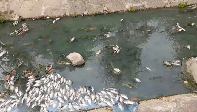 Cá chết nổi trắng bờ kênh ở Bình Dương - 1