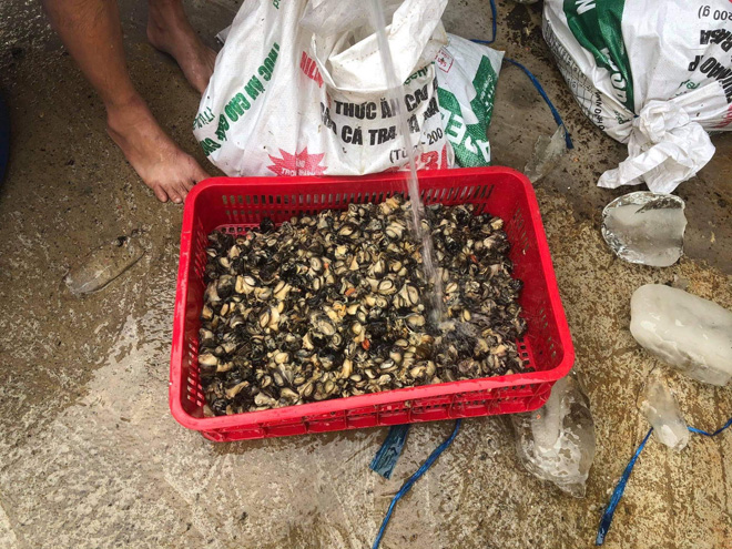 TP.HCM: Phát hiện hơn 1,3 tấn ốc bươu ngâm hóa chất trước khi bán ra chợ và tiệm ăn - 1