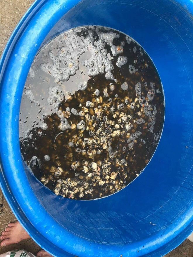 TP.HCM: Phát hiện hơn 1,3 tấn ốc bươu ngâm hóa chất trước khi bán ra chợ và tiệm ăn - 3