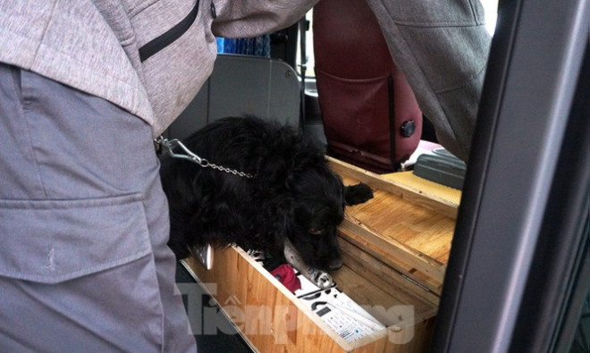 Cảnh khuyển tham gia rà soát xe phục vụ Đại hội XIII - 5