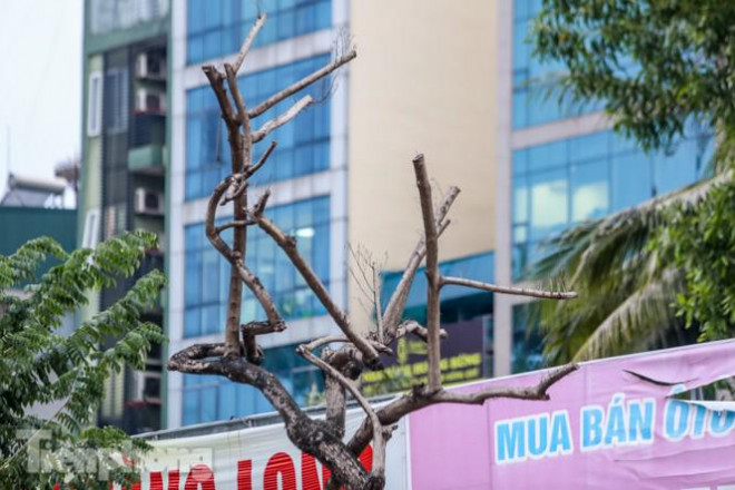 Hàng cây sưa 'trăm tỷ' chết khô trên phố Hà Nội sẽ xử lý thế nào? - 3