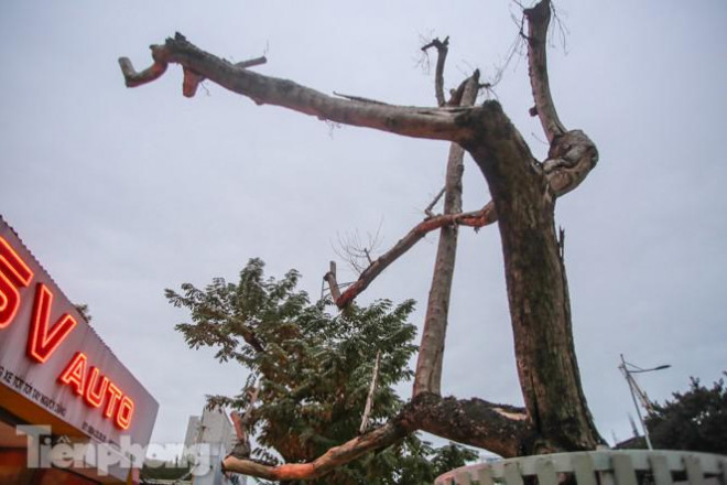 Hàng cây sưa 'trăm tỷ' chết khô trên phố Hà Nội sẽ xử lý thế nào? - 4