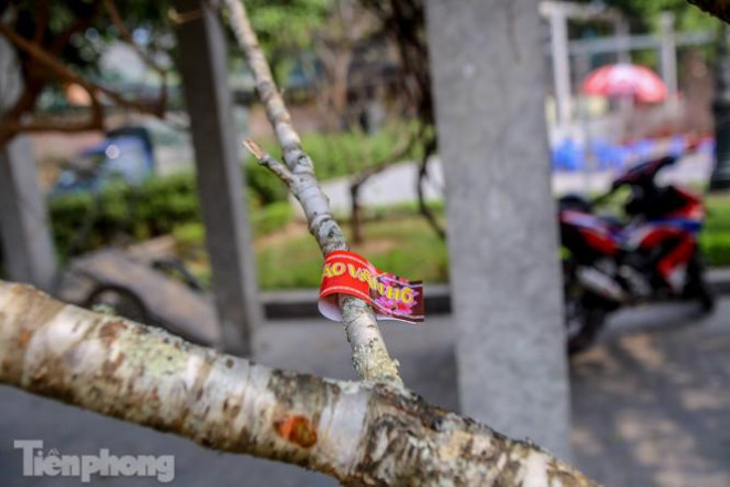 Tận thấy những cành đào dán tem đầu tiên xuất hiện tại Hà Nội - 2