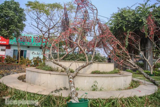 Tận thấy những cành đào dán tem đầu tiên xuất hiện tại Hà Nội - 5