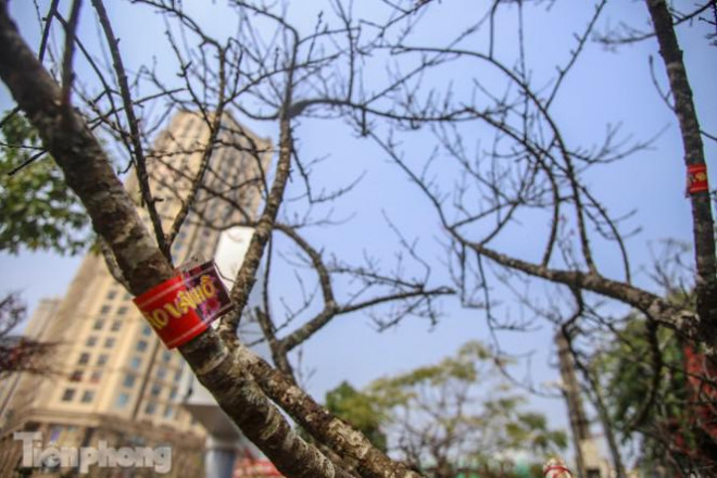 Tận thấy những cành đào dán tem đầu tiên xuất hiện tại Hà Nội - 3