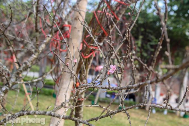 Tận thấy những cành đào dán tem đầu tiên xuất hiện tại Hà Nội - 4