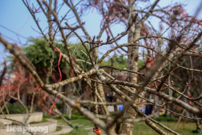 Tận thấy những cành đào dán tem đầu tiên xuất hiện tại Hà Nội - 10