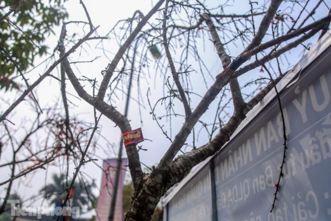 Tận thấy những cành đào dán tem đầu tiên xuất hiện tại Hà Nội - 9