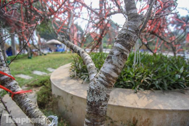 Tận thấy những cành đào dán tem đầu tiên xuất hiện tại Hà Nội - 8