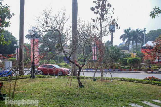 Tận thấy những cành đào dán tem đầu tiên xuất hiện tại Hà Nội - 7