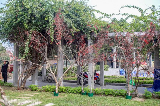 Tận thấy những cành đào dán tem đầu tiên xuất hiện tại Hà Nội - 6