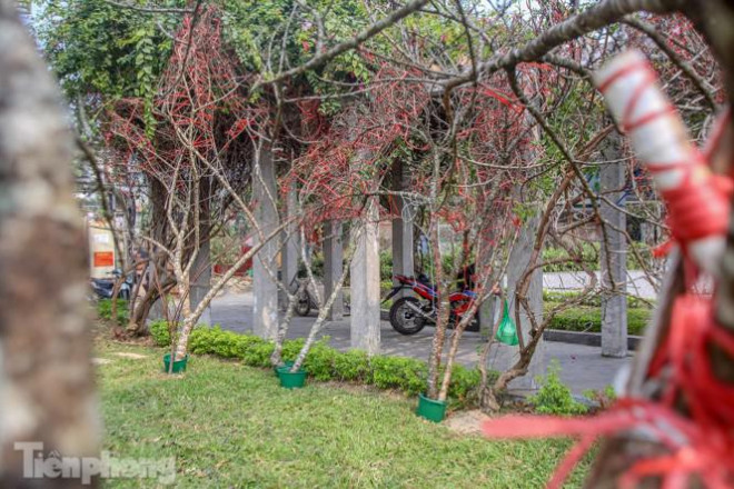 Tận thấy những cành đào dán tem đầu tiên xuất hiện tại Hà Nội - 13