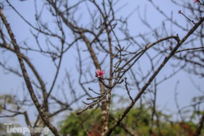 Tận thấy những cành đào dán tem đầu tiên xuất hiện tại Hà Nội - 11