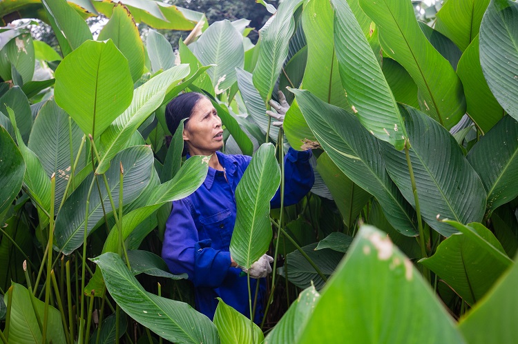 Nông dân làng Hà Nội “hốt bạc” nhờ trồng loại lá không thể thiếu dịp Tết Nguyên Đán - 1