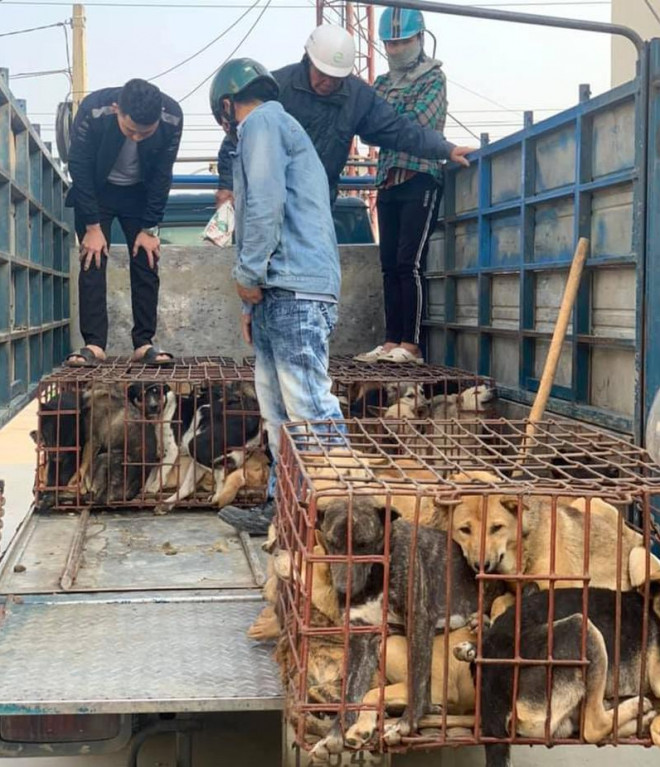 Công an thông báo người dân nào bị mất chó đến nhận về - 2