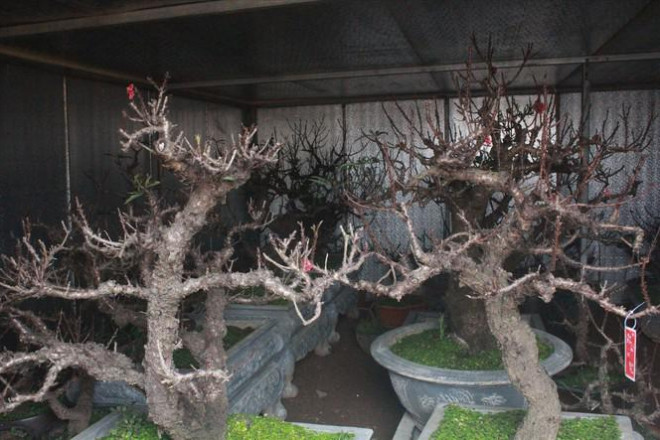 Người chế ngự đào tiến vua - 2