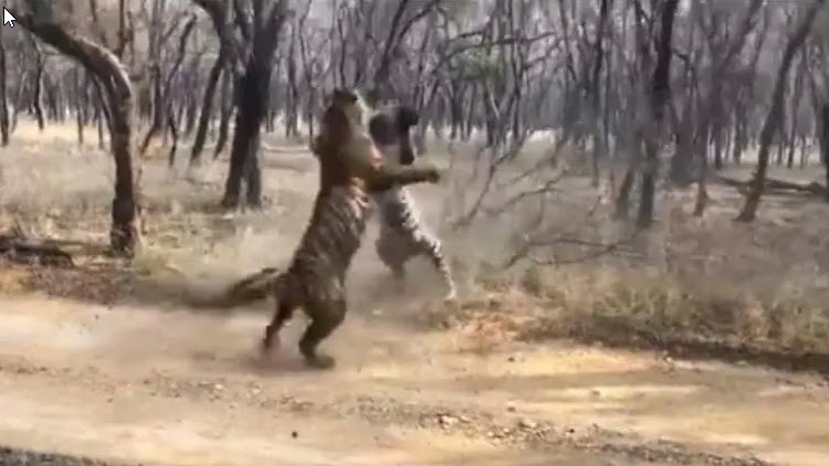 Video: Khoảnh khắc hai con hổ to lớn lao vào kịch chiến và kết cục - 1