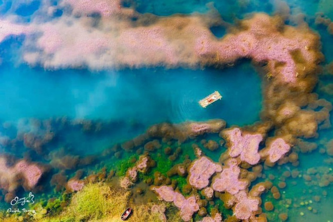 Ngất ngây trước vẻ đẹp của hồ Tảo Hồng ở Lâm Đồng, chụp ảnh ở đây cứ gọi là xuất sắc! - 5