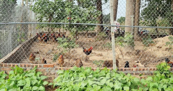 Biệt thự nuôi gà, trồng rau ngoại thành Hà Nội bất ngờ được thổi giá dựng ngược - 11