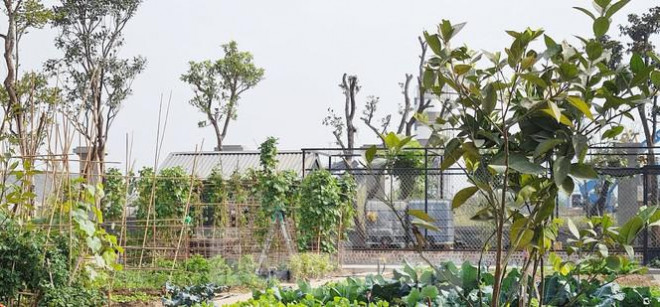 Biệt thự nuôi gà, trồng rau ngoại thành Hà Nội bất ngờ được thổi giá dựng ngược - 14