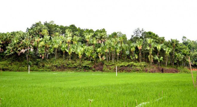 Miền quê dưới tán lá cọ - 2